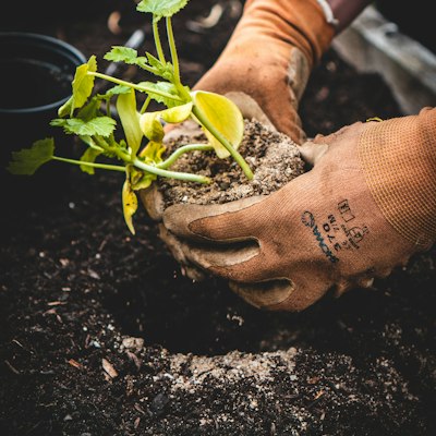 Hands planting a young tree